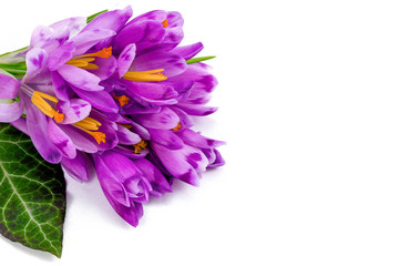 Bouquet Of Spring Crocuses On A White Background