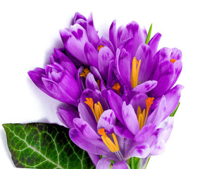 Bouquet Of Spring Crocuses On A White Background
