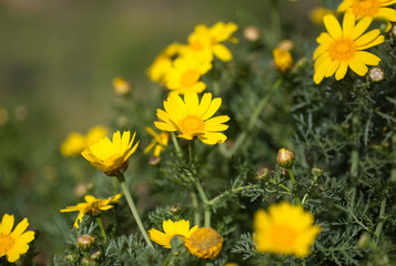 Yellow daisies. blooming in the spring in the fields