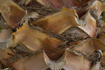 dried leaves