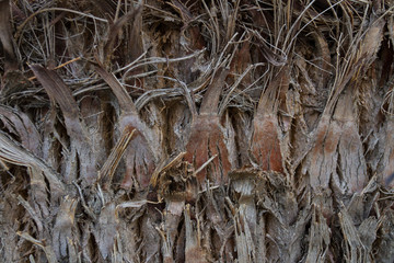 ants on tree