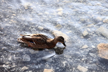 Wild duck. In early spring, wild ducks swim and dive in the reservoir.