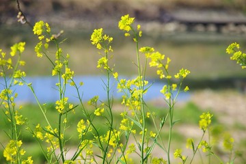 菜の花