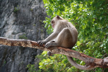 Monkey. A little wild monkey sits on a tree branch.