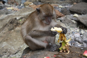 Monkey. A little wild monkey is sitting and eating a banana.