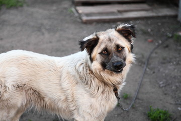 Dog. A mongrel guard dog named Beam of a light color with a black mouth and ears on the street in the summer during the service.