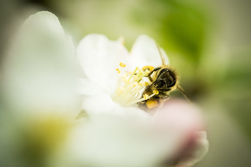 Abeille sur fleur de pommier