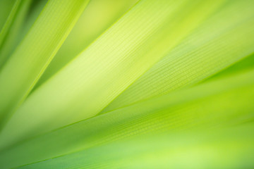 Green nature background. Closeup natural view of green leaf texture background for nature and freshness 