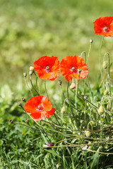Red poppy flowers blooming in summer park.