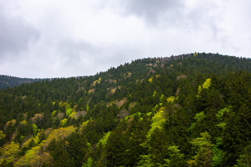 Fototapeta premium Beautiful green landscape around the village Uzungol