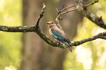 Roller Beauty