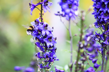 Blue delphinium beautiful flowers in summer garden.