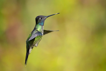 Fototapeta na wymiar Talamanca hummingbird or admirable hummingbird (Eugenes spectabilis) is a large hummingbird. The admirable hummingbird's range is Costa Rica to Panama. 