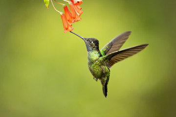 Talamanca hummingbird or admirable hummingbird (Eugenes spectabilis) is a large hummingbird. The admirable hummingbird's range is Costa Rica to Panama. 