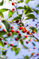 Ripe cherries on a tree. Fresh red cherry fruits in summer garden in the countryside.