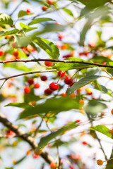 Ripe cherries on a tree. Fresh red cherry fruits in summer garden in the countryside.