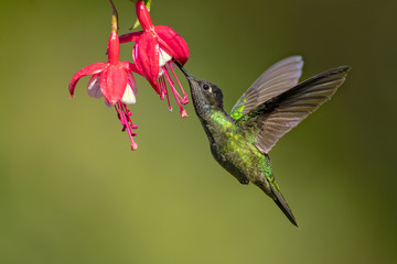 Talamanca hummingbird or admirable hummingbird (Eugenes spectabilis) is a large hummingbird. The admirable hummingbird's range is Costa Rica to Panama. 