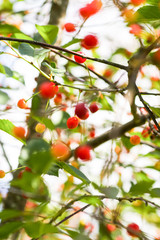 Ripe cherries on a tree. Fresh red cherry fruits in summer garden in the countryside.