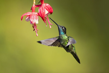 Talamanca hummingbird or admirable hummingbird (Eugenes spectabilis) is a large hummingbird. The admirable hummingbird's range is Costa Rica to Panama. 