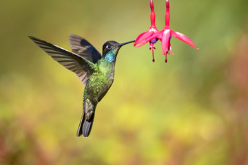 Talamanca hummingbird or admirable hummingbird (Eugenes spectabilis) is a large hummingbird. The...