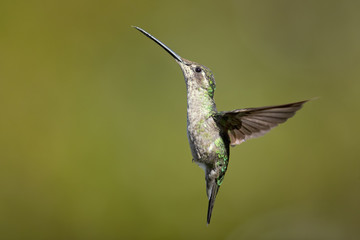Fototapeta na wymiar Talamanca hummingbird or admirable hummingbird (Eugenes spectabilis) is a large hummingbird. The admirable hummingbird's range is Costa Rica to Panama. 