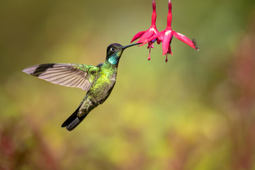 Talamanca hummingbird or admirable hummingbird (Eugenes spectabilis) is a large hummingbird. The admirable hummingbird's range is Costa Rica to Panama. 