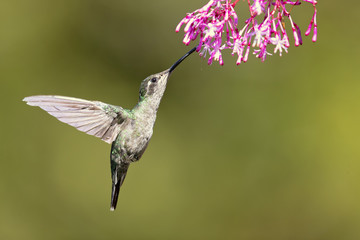 Talamanca hummingbird or admirable hummingbird (Eugenes spectabilis) is a large hummingbird. The admirable hummingbird's range is Costa Rica to Panama. 