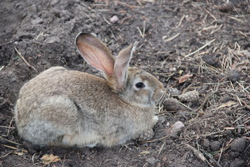 rabbit