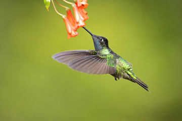 Talamanca hummingbird or admirable hummingbird (Eugenes spectabilis) is a large hummingbird. The admirable hummingbird's range is Costa Rica to Panama. 