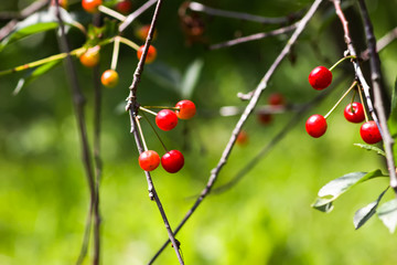 Ripe cherries on a tree. Fresh red cherry fruits in summer garden in the countryside.