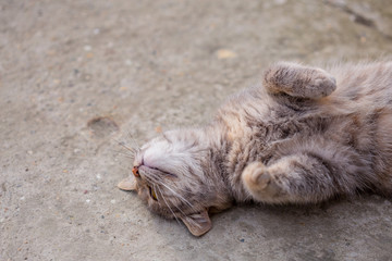 The young gray cat lies on her back on the concrete