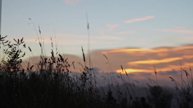 Close-up Grass on Early Sunrise at the Top of a Moutain