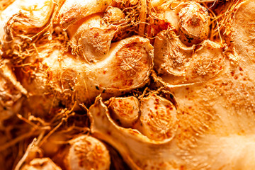 Close up of celeriac celery root Apium graveolens