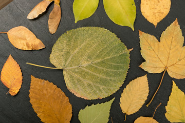 Fototapeta na wymiar Flat Dried Leaves or Forest Floor in Camouflage Colors