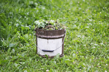 Weeds in metal bucket in kitchen garden.