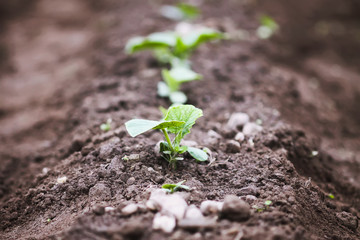 Weeding in kitchen garden. Young vegetables