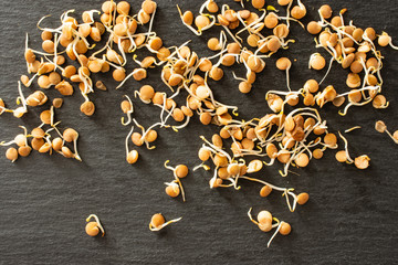 Lot of whole raw fresh yellow lentil sprouts flatlay on grey stone