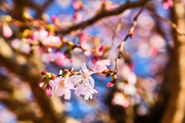 Sakura bloom on tree branch