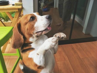 Close up adorable beagle sitting and lift up front paws in action hello or thank you gesture for its candy on parquet floor with owner reflection in black glass sliding door at home
