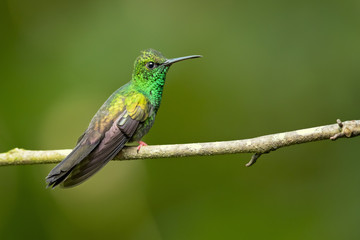 Bronze-tailed plumeleteer (Chalybura urochrysia) is a large hummingbird resident in Central America and South America from eastern Honduras to northwestern Ecuador. 