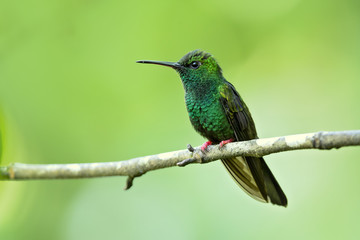 Bronze-tailed plumeleteer (Chalybura urochrysia) is a large hummingbird resident in Central America and South America from eastern Honduras to northwestern Ecuador. 