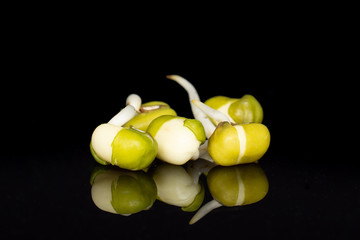 Group of five whole fresh green bean sprouts mungo isolated on black glass