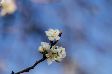 Close up of plum blossom. White spring flowers on blue sky.