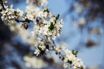 Close up of plum blossom. White spring flowers on blue sky.