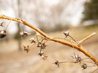 A branch surrounded by ice.