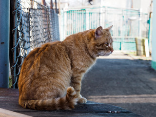 Fototapeta premium The red cat looks aside