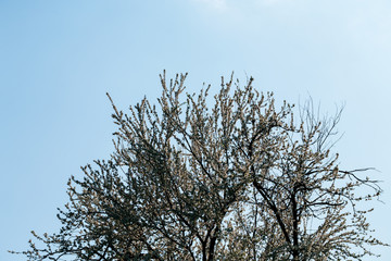 Close up of plum blossom. White spring flowers on blue sky.