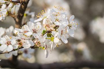The first young flowers of yellow plums