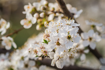 Obraz premium The first young flowers of yellow plums