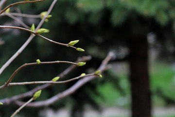 the first spring gentle leaves, buds and branches